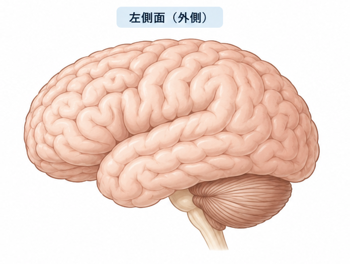 左側面から見た脳の外側