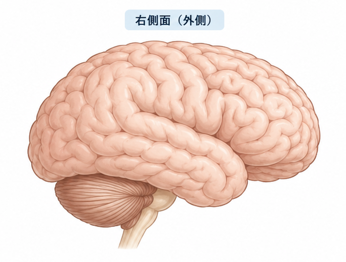 右側面から見た脳の基本図