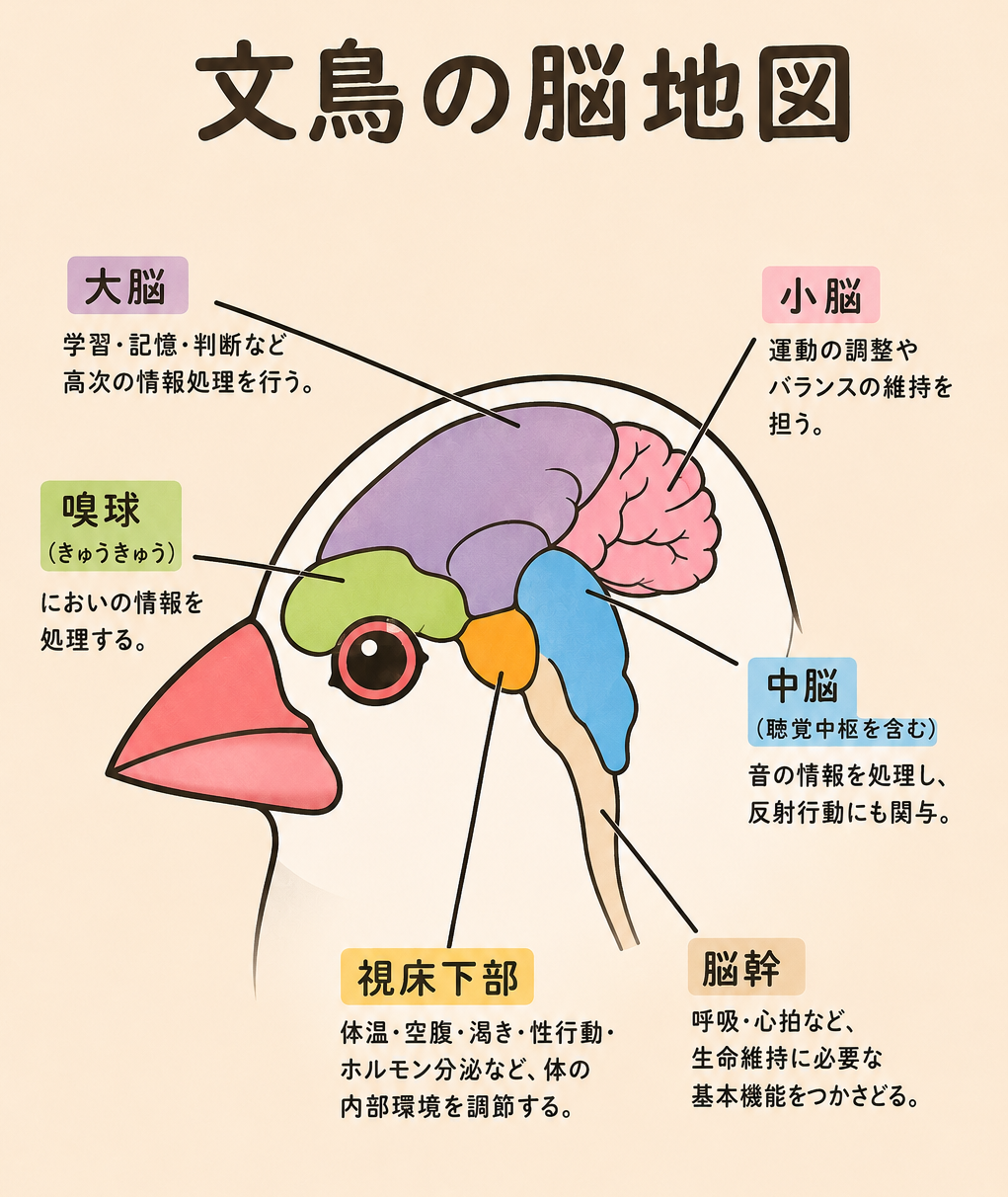 文鳥の脳地図