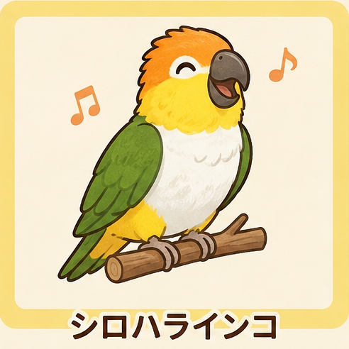 シロハラインコ